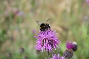 Hummel on the violet flower