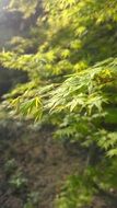 extraordinary beautiful maple