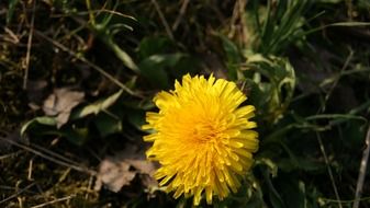 yellow dandelion in forest