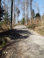 empty forest road in spring