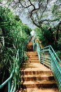 stairs in green garden