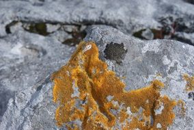 gray stone with yellow lichen close-up