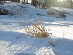 dry plant in snow