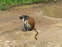 brown monkey in the wild africa