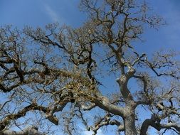 clumsy trunk of an autumn tree on a background of blue sky