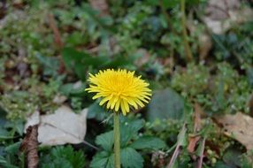 yellow dandelion in the middle of nature