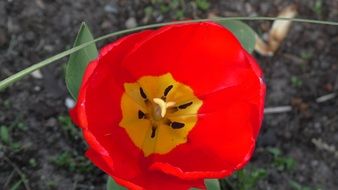 Opened Red tulip flower blossom