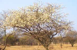 bush tree in south africa