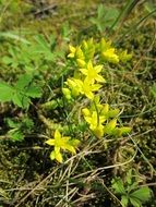 goldmoss stonecrop flowers