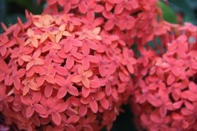 spherical scarlet bud