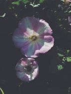 pink flower close up