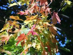 colorful leaves on a branch in autumn