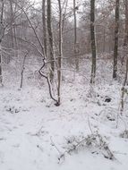 meadow with snow in the forest