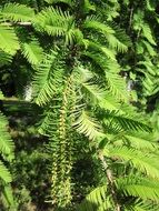 metasequoia green