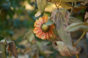 Orange flower in the botanical garden