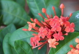 Red botanical plants