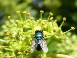green fly on an inflorescence in the bright sun close up