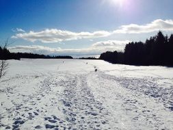 traces om snow in sunny winter landscape, canada, les éboulements, charlevoix