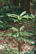 new plant in forest