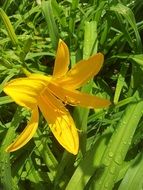 yellow lily on green background close-up