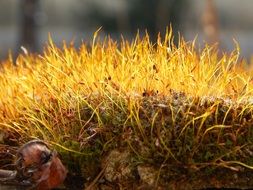 flowering moss in the forest