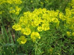 wonderful euphorbia cyparissias cypress