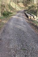 road along the forest