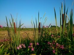 reeds in summer