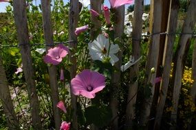 Colorful flowers on the fence