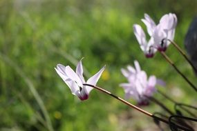 pink spring flower on the field