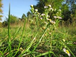 erigeron annuus wildflower