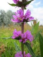 lythrum salicaria wildflower