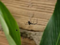 macro phoro of black spider on the cobweb