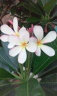 close-up picture of white flowers plants