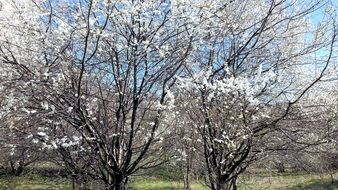orchard trees in spring