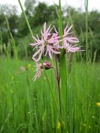 ragged-robin plant