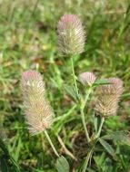 trifolium arvense or haresfoot clover