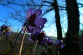 Beautiful and colorful hepatica flowers in the forest