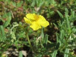 common rock-rose