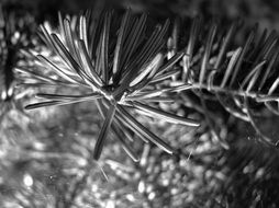 black and white macro photo of needles