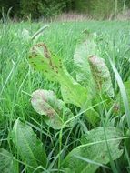 green rumex obtusifolius plant