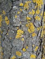 yellow lichen on grey bark close-up