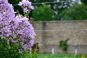 bush with pink flowers near the fence