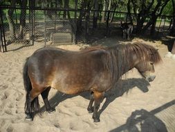 beautiful donkey in a mini zoo