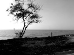 tree on the sand at the beach