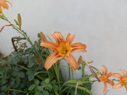 unimaginable plant garden
