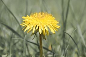 bright dandelion in the grass