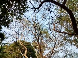 leafless tree in the forest