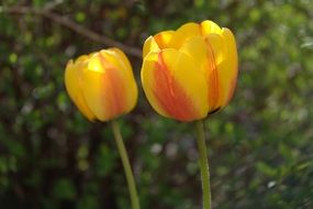 Two yellow tulips in the garden