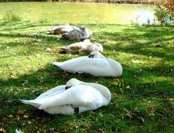 sleeping swans on green grass